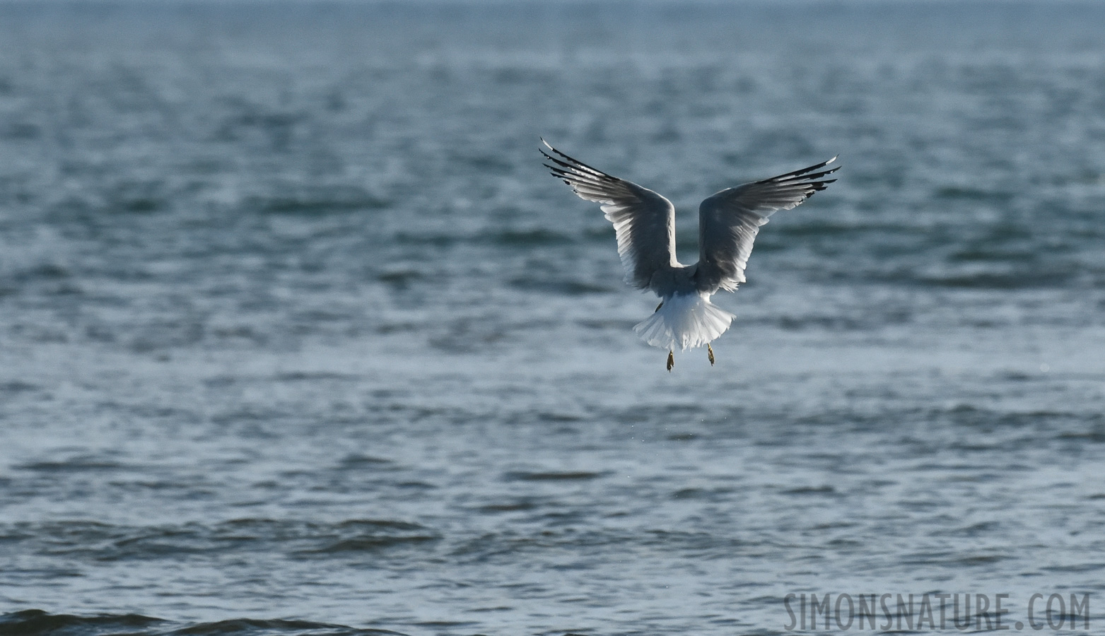 Larus delawarensis [400 mm, 1/5000 sec at f / 8.0, ISO 1600]